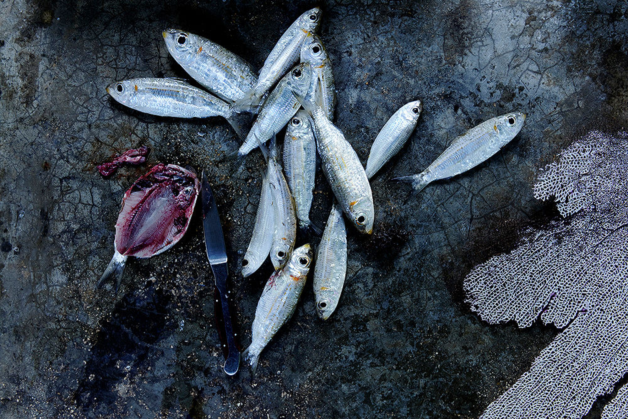 Fish being prepared at Hartwood