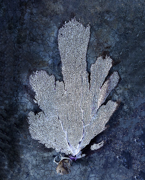 Leaf in Tulum